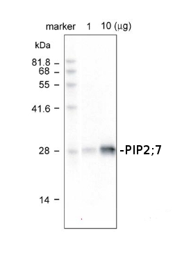 western blot using anti-PIP2;7 antibodies